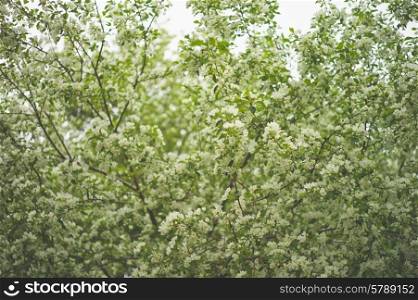 Tree brunch with white spring blossoms. Apple tree&#xA;