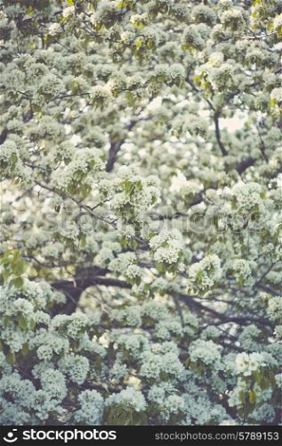 Tree brunch with white spring blossoms. Pear tree