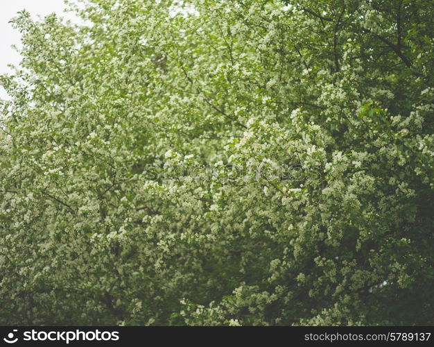 Tree brunch with white spring blossoms. Sakura