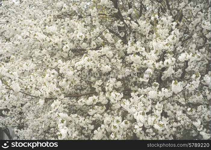 Tree brunch with white spring blossoms. Sakura