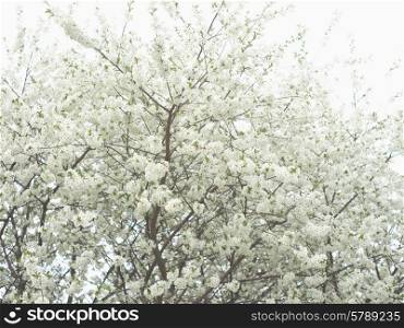 Tree brunch with white spring blossoms. Sakura