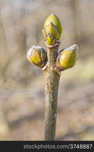 tree bud in early spring