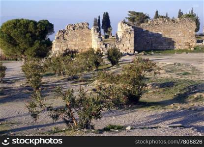 Tree, bush and ruins of Hierapolis in Pamukkale, Turkey