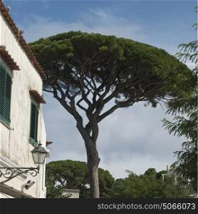 Tree by house against sky, Capri, Campania, Italy