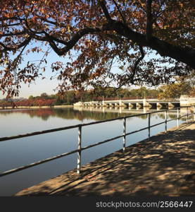 Tree by tidal basin in Washington, DC, USA.
