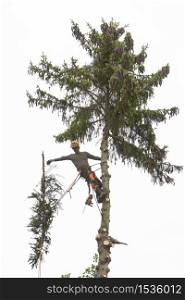 tree carer with chainsaw in spruce tree sawing branches off the tree