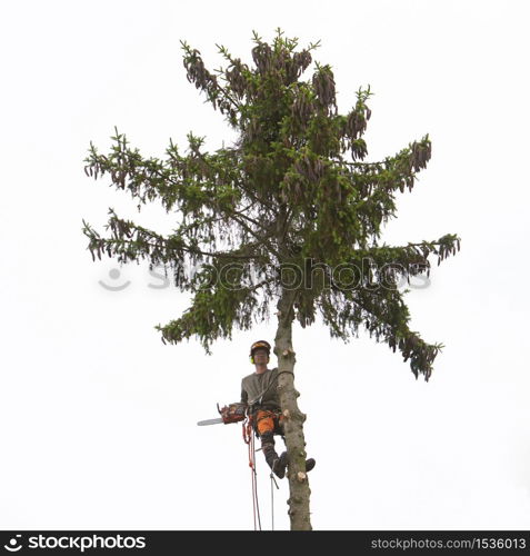 tree carer with chainsaw in spruce tree sawing branches off the tree