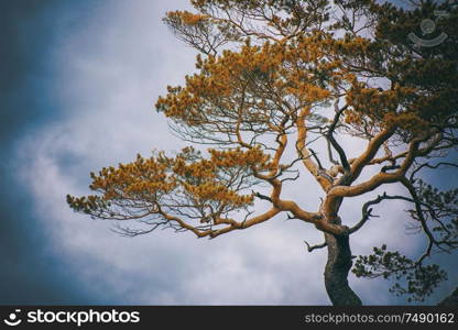 Tree closeup at autumn cloudy day in Altay mountain. Amazing view of the autumn day