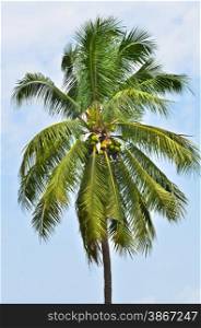 tree coconut on blue sky