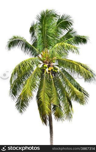 tree coconut on white background