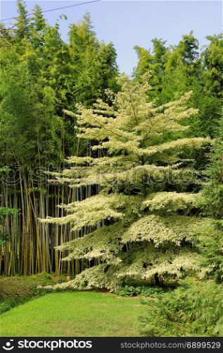tree Cornus controversa in the park of the bamboo plantation of Anduze being in the French department of Gard