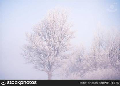Tree covered with frost on a cold day with misty weather in the winter