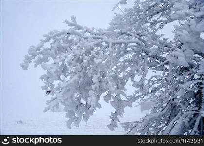 Tree covered with snow in icy wind