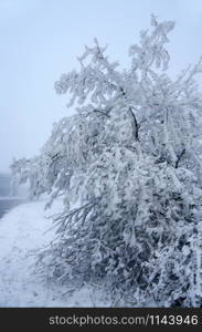 Tree covered with snow in icy wind