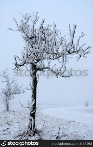 Tree covered with snow in icy wind