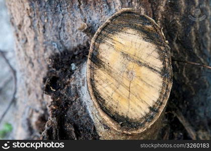 Tree cross section
