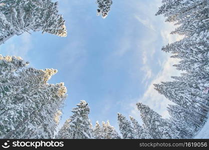 tree crowns from bottom to top in winter