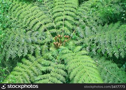 tree fern in rainforest`. a beautiful big tree fern in dorrigo world heritage rain forest