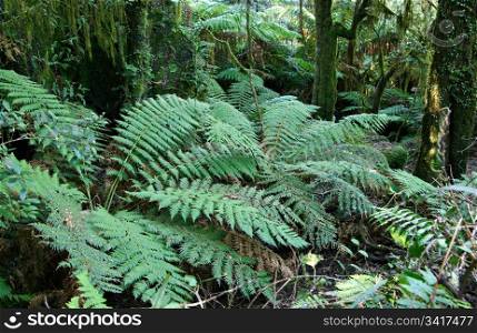 tree ferns under the main canopy of oxley world heritage rainforest. rainforest ferns