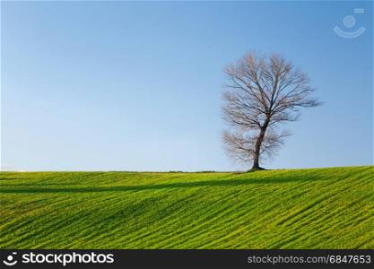 Tree, field and blue sky in autumn at sunset