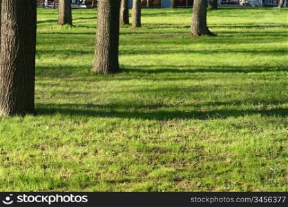 tree field shadow nature background