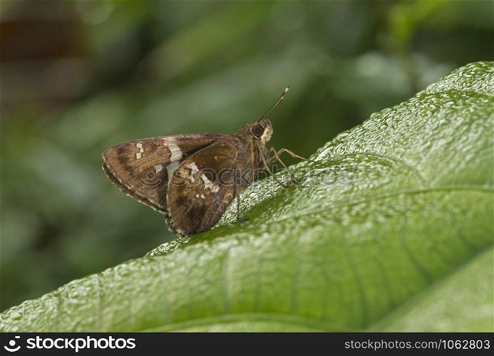Tree Flitter, Hyarotis adrastus, butterfly, Garo Hills, Meghalaya, India