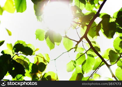 Tree foliage and sun