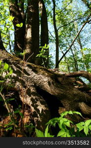 tree forest color nature background