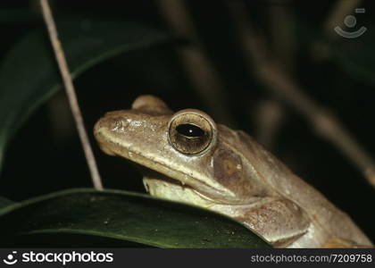 Tree Frog at Bhimashankar, Maharashtra, India