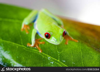 Tree frog on colorful background