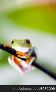 Tree frog on colorful background