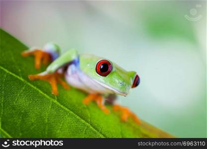 Tree frog on colorful background