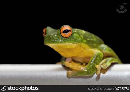 tree frog on metal. green tree frog sits on brushed metal rail with black background