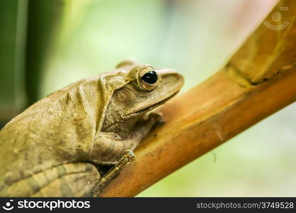 Tree frogs, two islands in the bamboo garden.