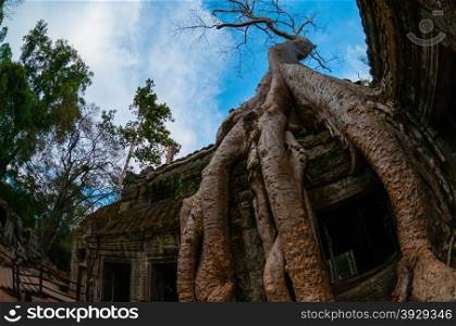 Tree from below fish eye Ta Prohm. Tree from below fish eye Ta Prohm Angkor Wat
