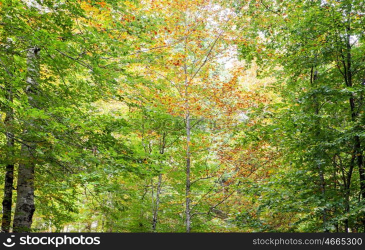 Tree full of leaves starting to turn yellow. Come autumn