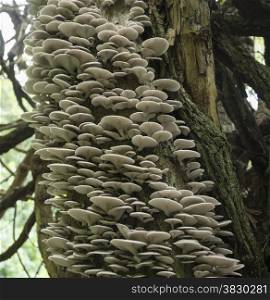tree full of mushrooms and fungus in the tropical forest of Sabie south africa