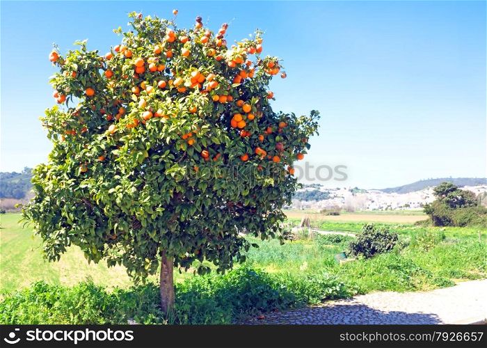 Tree full of oranges in spring time