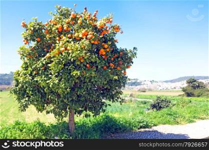 Tree full of oranges in spring time