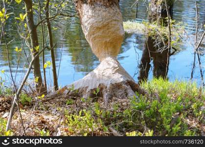 tree gnawed by the beaver, the beaver teeth marks on a tree trunk. the beaver teeth marks on a tree trunk, tree gnawed by the beaver