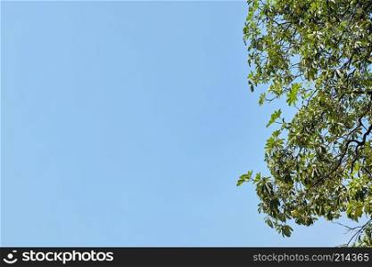 Tree green leaves and clear blue sky background with copy space. Abstract nature background.