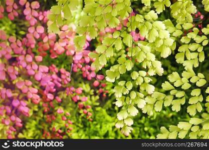 Tree green leaves and pink leaves in the background with morning light behind. Beauty of the nature background.