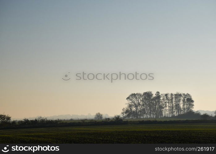 Tree grove in a foggy landscape with green fields at the swedish island Oland