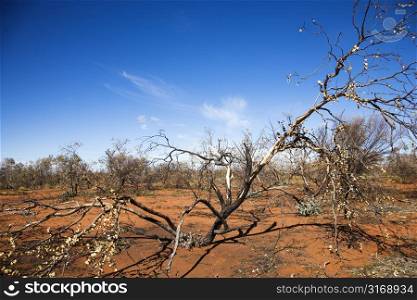 Tree growing in red dirt in rural Australian outback.