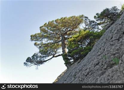 Tree growing on a slope of mountain (the Crimean mountains)