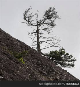 Tree growing on hill, Hopewell Rocks, Bay of Fundy, New Brunswick, Canada