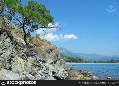 tree grows on the rocky shore