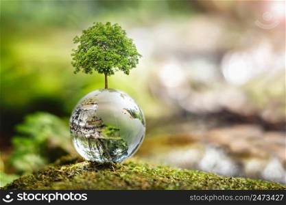 tree growth on globe glass in nature. concept eco earth day