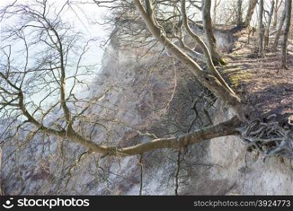 Tree hanging off a cliff. Tree hanging off a cliff on moens klint in denmark