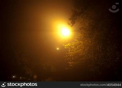Tree illuminated at night